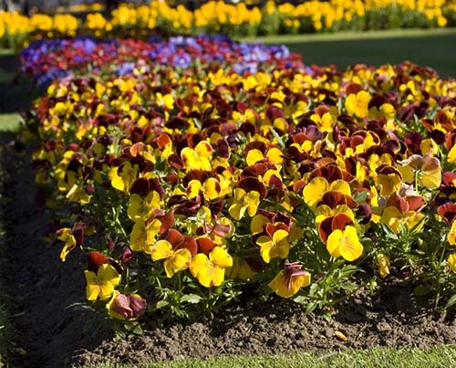 grapevine-mowing-guys-flowerbed